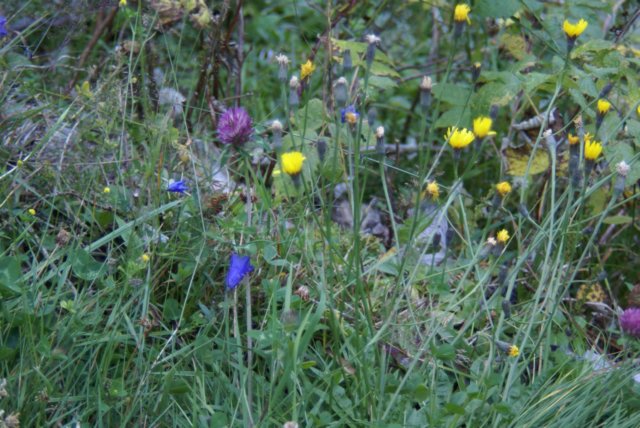 alpenpflanzen13.jpg