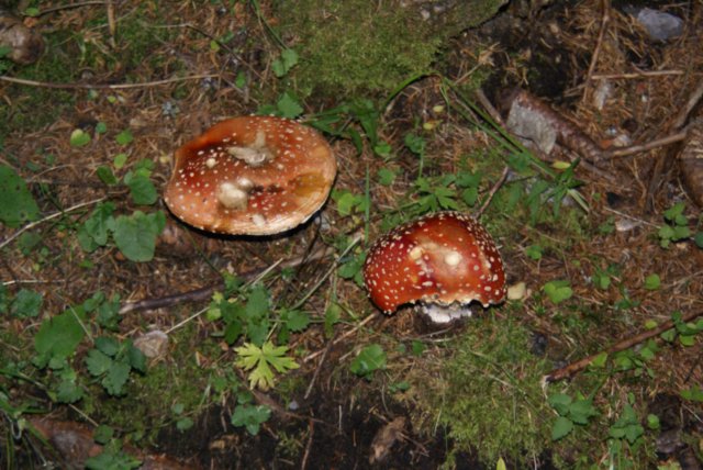 alpenpflanzen3.jpg