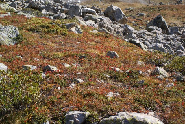jakobshorn29.jpg