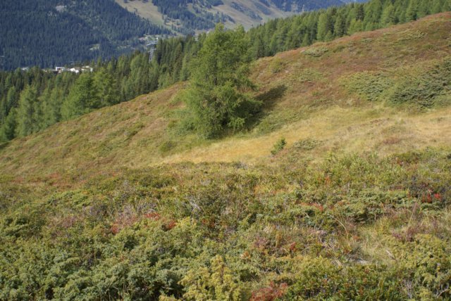jakobshorn32.jpg