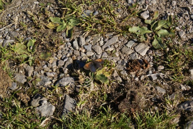 tierwelt10.jpg