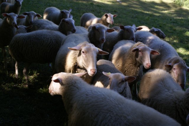 tierwelt2.jpg