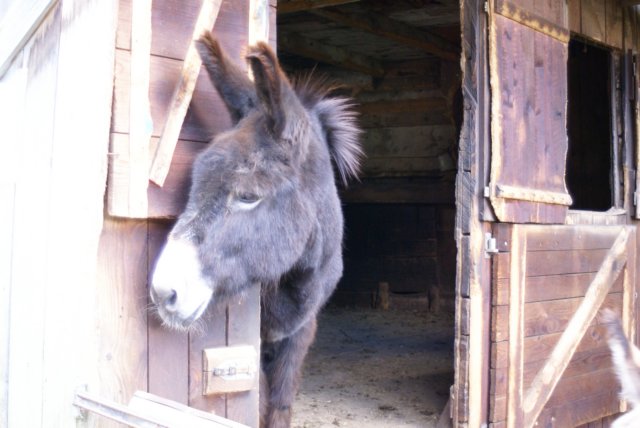 tierwelt3.jpg