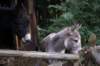 tierwelt4_small.jpg