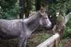 tierwelt5_small.jpg