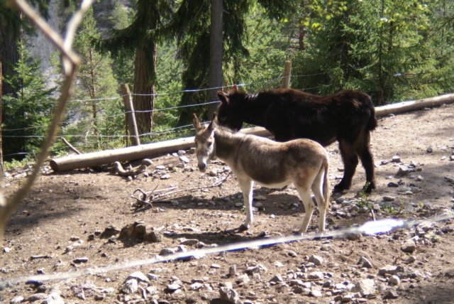 tierwelt6.jpg